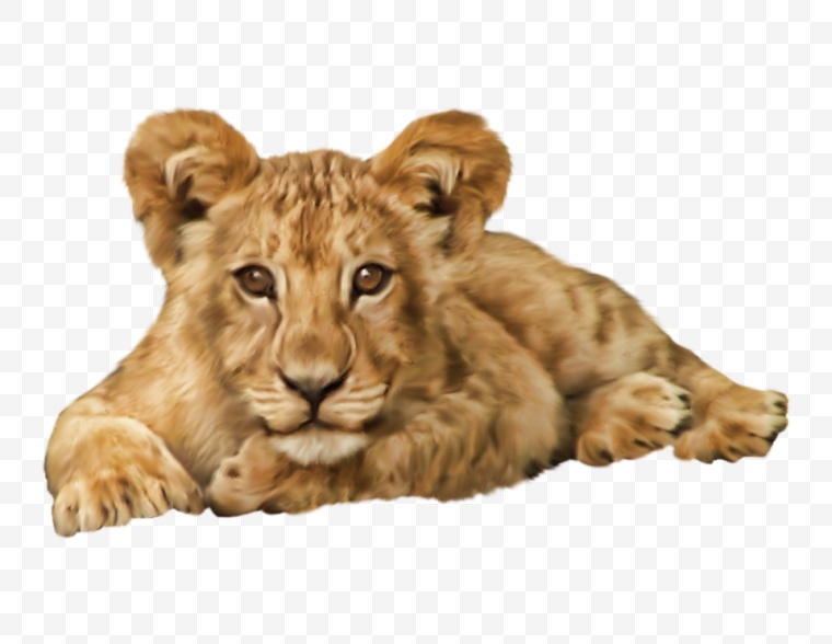 狮子 母狮子 动物 猫科动物 