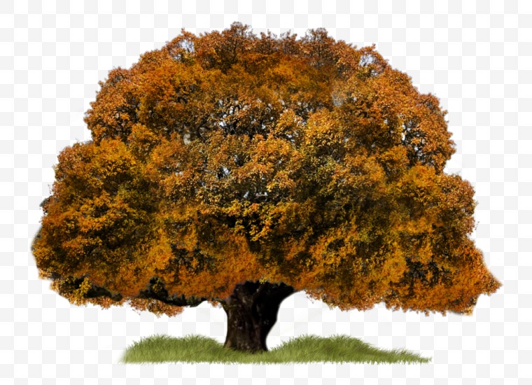 秋天的树 秋天 秋季 树 黄色树 