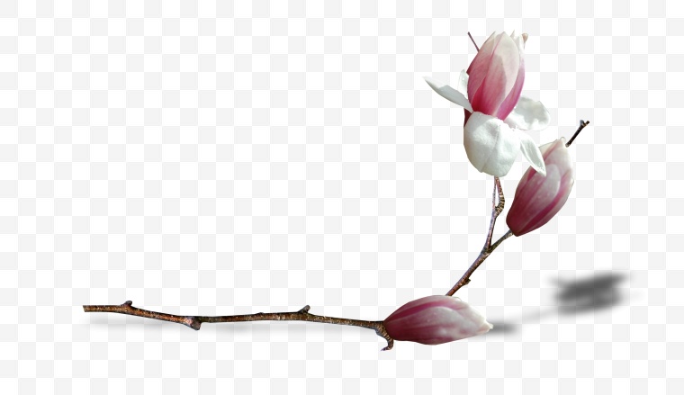 花 花枝 开花 树枝的花 春节 春天 春 玉兰花 玉兰 树枝 