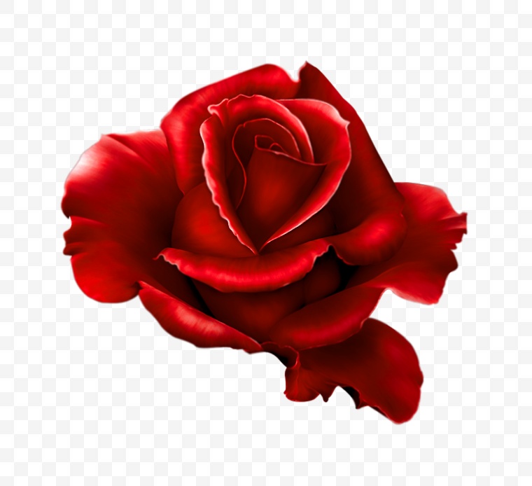 玫瑰花 爱情 花 花朵 浪漫 唯美 情人节 情人节玫瑰花 玫瑰 
