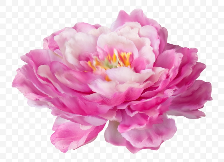 花 花朵 粉色花朵 唯美 牡丹 牡丹花 