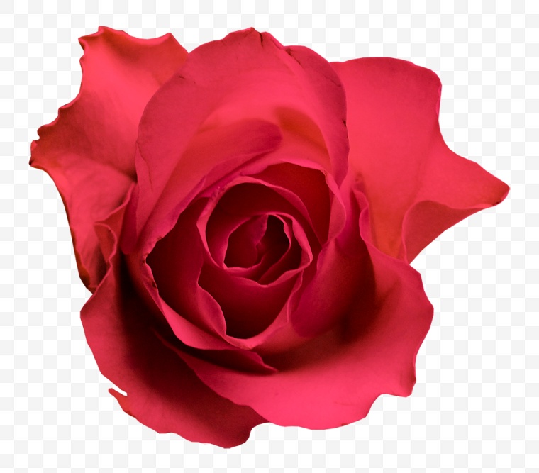 花 花朵 红色花朵 玫瑰 玫瑰花 红玫瑰 鲜花 