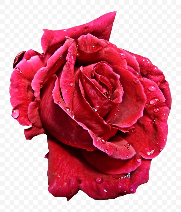 花 花朵 红色花朵 玫瑰 玫瑰花 红玫瑰 鲜花 