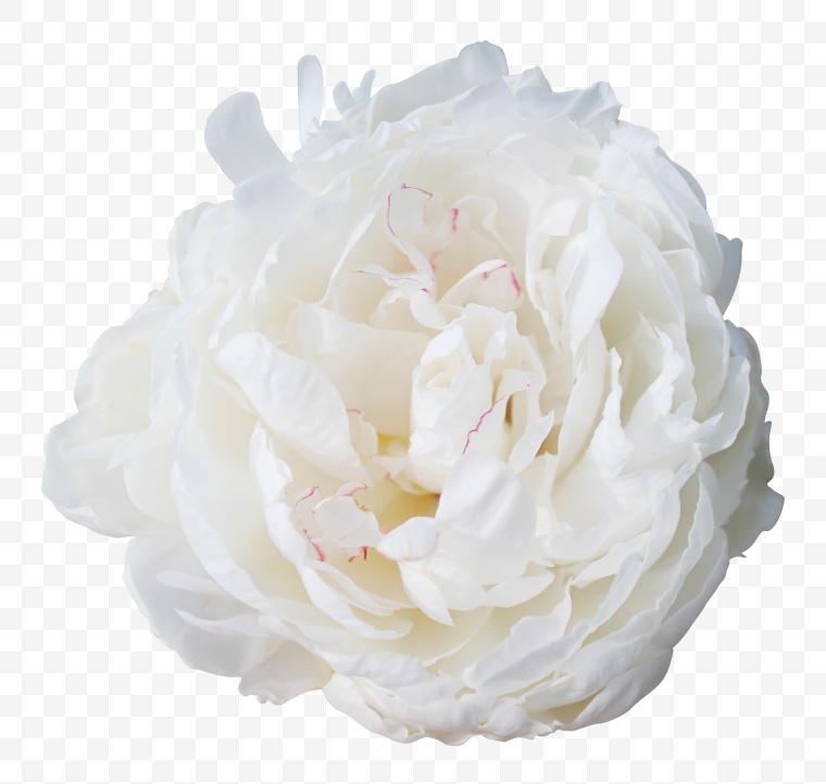 花 花朵 白色花朵 唯美 牡丹 牡丹花 鲜花 