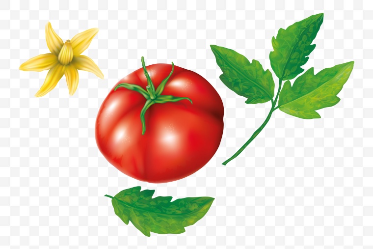 西红柿 番茄 水果 蔬菜 