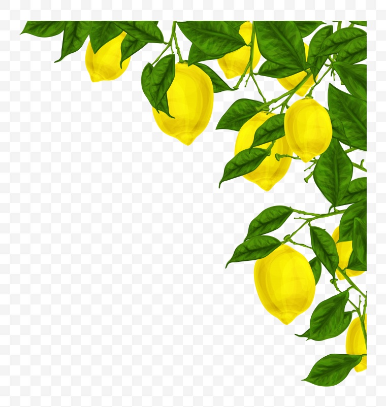 树叶 树枝 枝叶 绿叶 果实 柠檬 