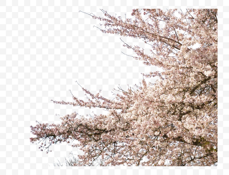 花 花枝 开花 树枝的花 春节 春天 春 樱花 树枝 