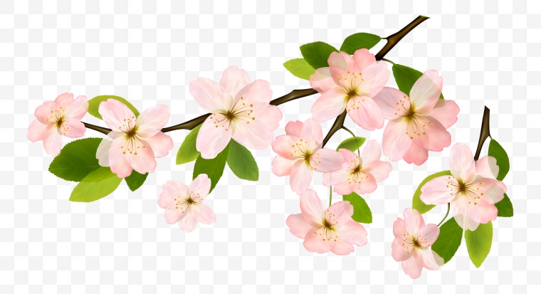 花 花枝 开花 树枝的花 春节 春天 春 树枝 
