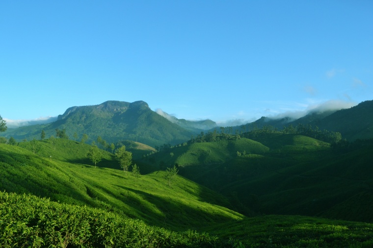 茶 绿茶 茶叶 茶树 新鲜茶叶 茶山 茶园 