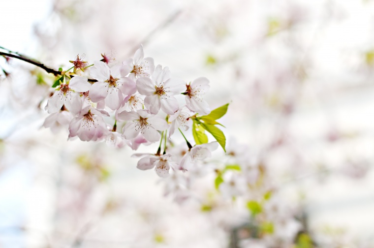 花 花枝 开花 树枝的花 春天 春 樱花 唯美 浪漫 