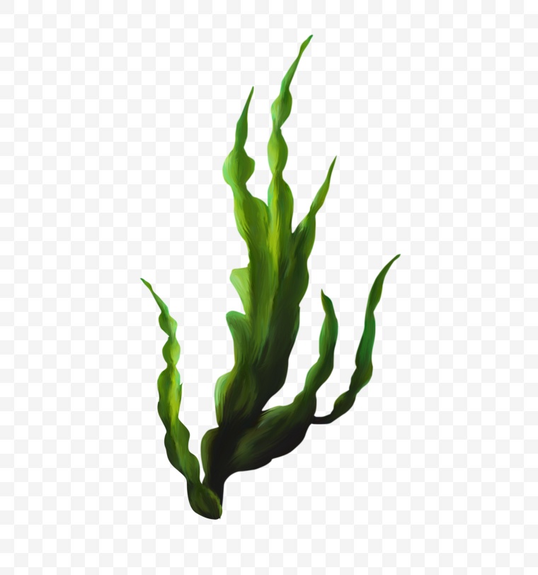 海洋生物 植物 水草 海草 海带 