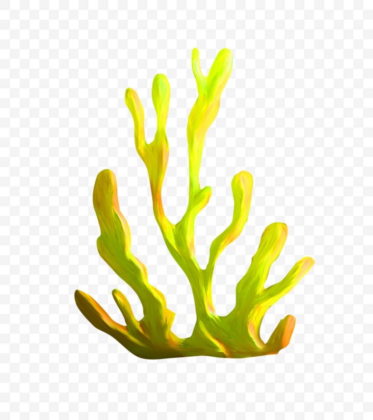 海洋生物 海底生物 珊瑚礁 珊瑚 