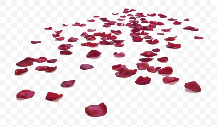 情人节 节日 花瓣 玫瑰 玫瑰花 浪漫 爱情 