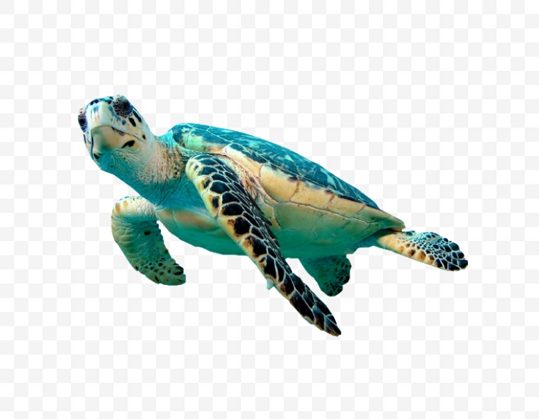 海龟 海底生物 乌龟 生物 海洋生物 
