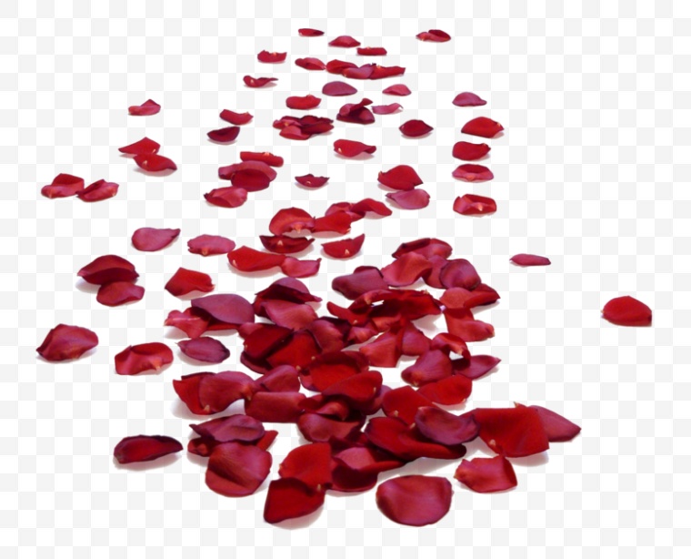 玫瑰花瓣 花瓣 红色花瓣 情人节 