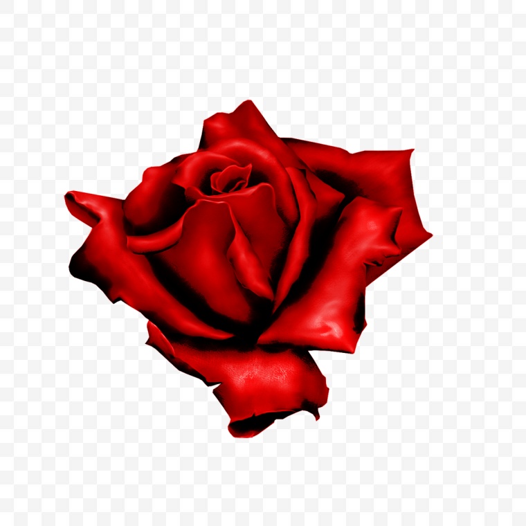 玫瑰花 玫瑰 花 红玫瑰 情人节 爱情 浪漫 