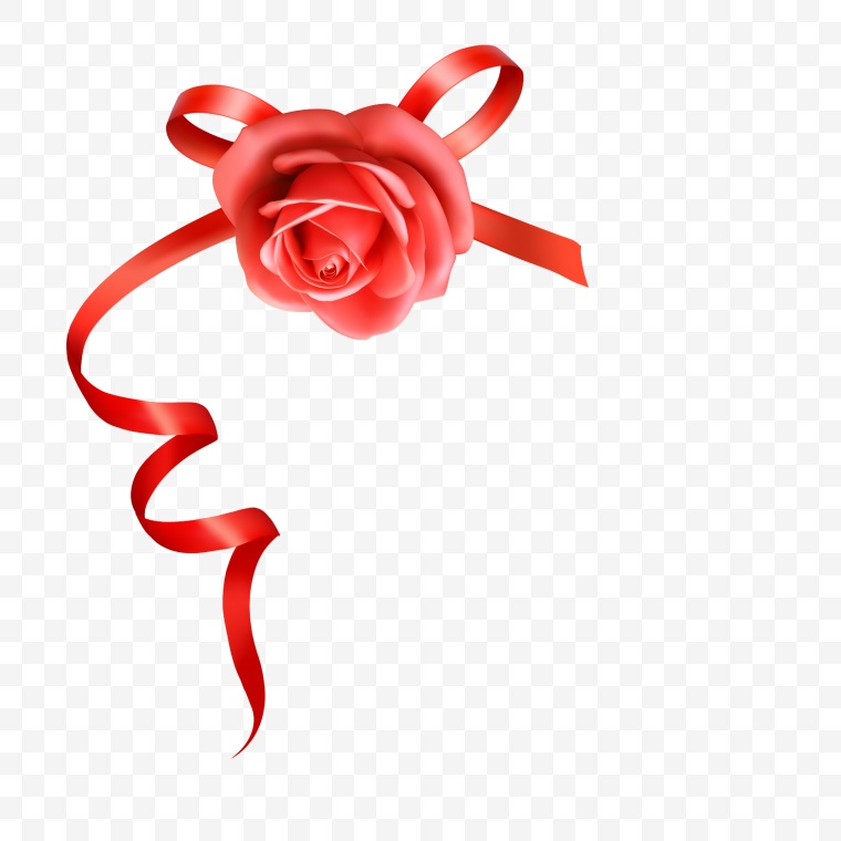 玫瑰花 玫瑰 花 红玫瑰 情人节 爱情 浪漫 丝带 红丝带 