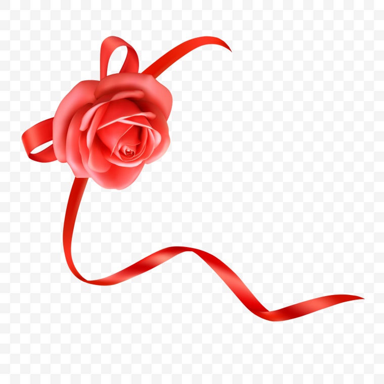 玫瑰花 玫瑰 花 红玫瑰 情人节 爱情 浪漫 丝带 红丝带 