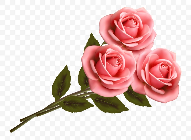 玫瑰花 玫瑰 花 红玫瑰 情人节 爱情 浪漫 