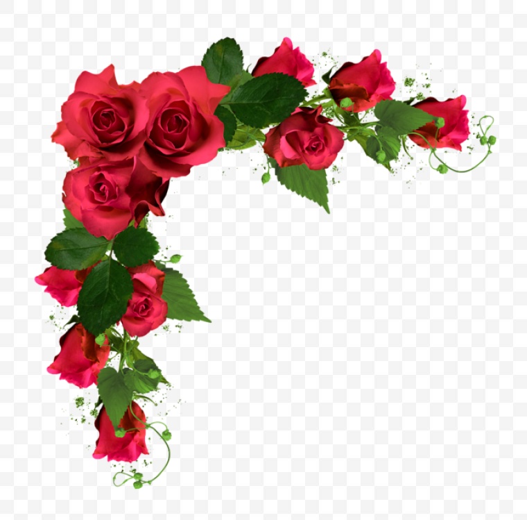 红玫瑰 玫瑰 玫瑰花 花 情人节 爱情 浪漫 结婚 婚庆 婚礼 