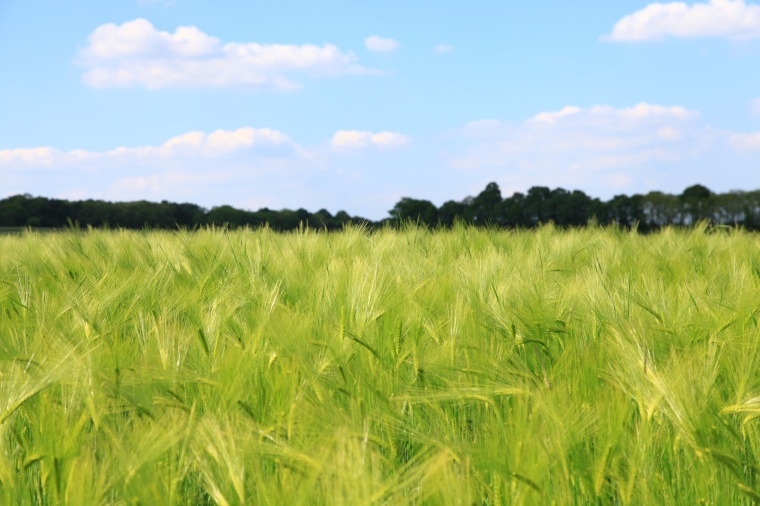 绿色小麦 绿色 小麦 麦田 田野 农业 自然 