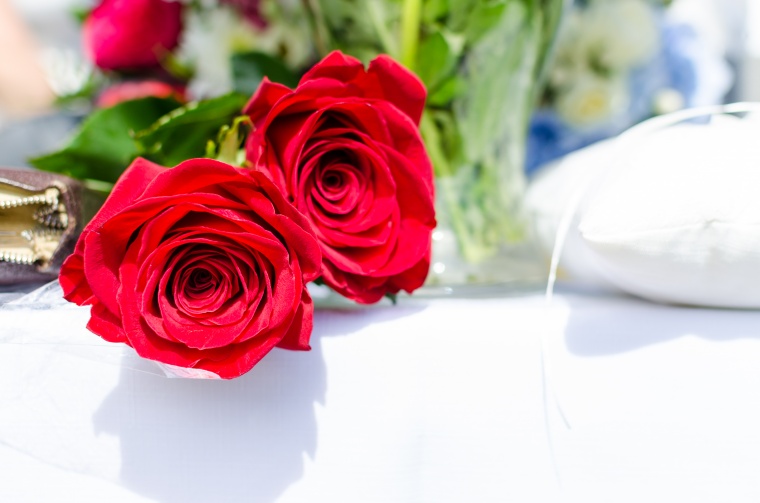 玫瑰花 鲜花 花朵 情人节 浪漫 爱情 