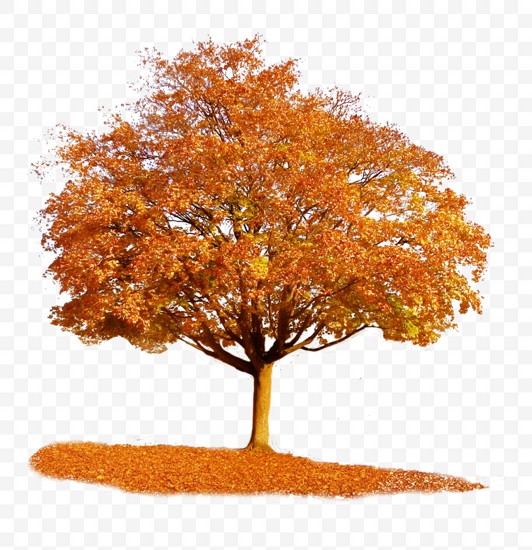 秋天的树 秋天 树 秋季 枫树 红枫树 