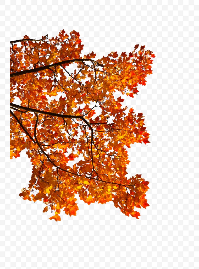 秋天的树 秋天 树 秋季 枫树 红枫树 