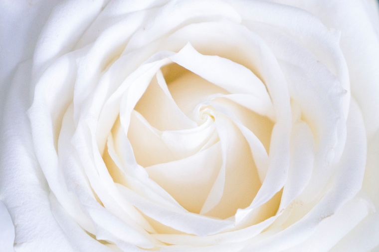 花 花朵 鲜花 玫瑰花 玫瑰 白玫瑰 