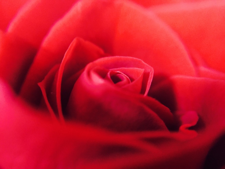 花 鲜花 花朵 玫瑰花 玫瑰 红玫瑰 
