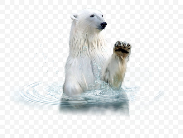 熊 白熊 北极熊 动物 可爱动物 可爱 