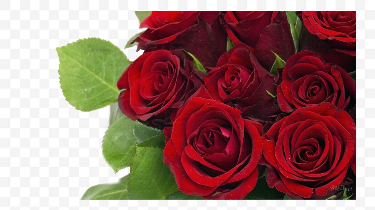 玫瑰花 爱情 花 花朵 浪漫 唯美 情人节 情人节玫瑰花 玫瑰 妇女节 女王节 38 三八 