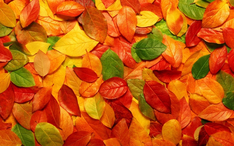 树叶背景 树叶 叶子 自然 叶经络 彩色树叶 彩色叶子 