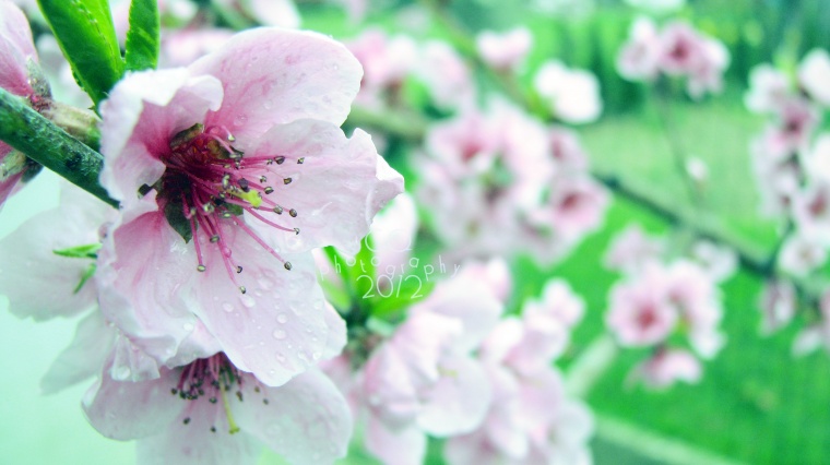 桃花 春天 春季 桃花背景 粉色桃花 春天背景 背景 底图 背景图 