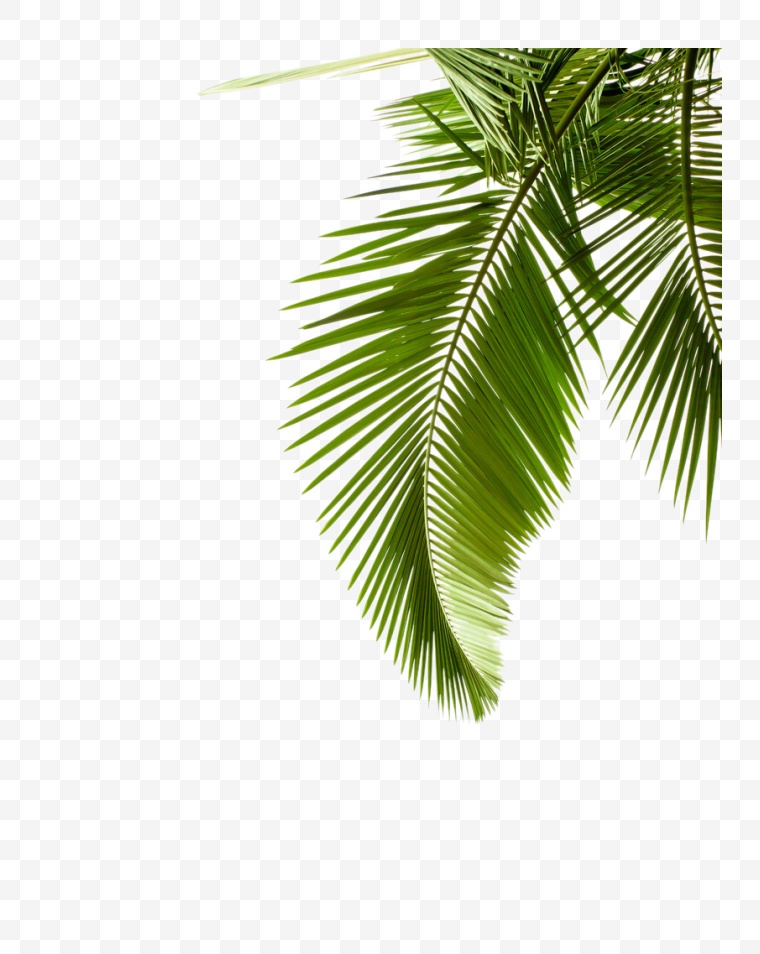 椰树叶子 椰树 叶子 海滩 海边 夏天 夏季 旅行 旅游 