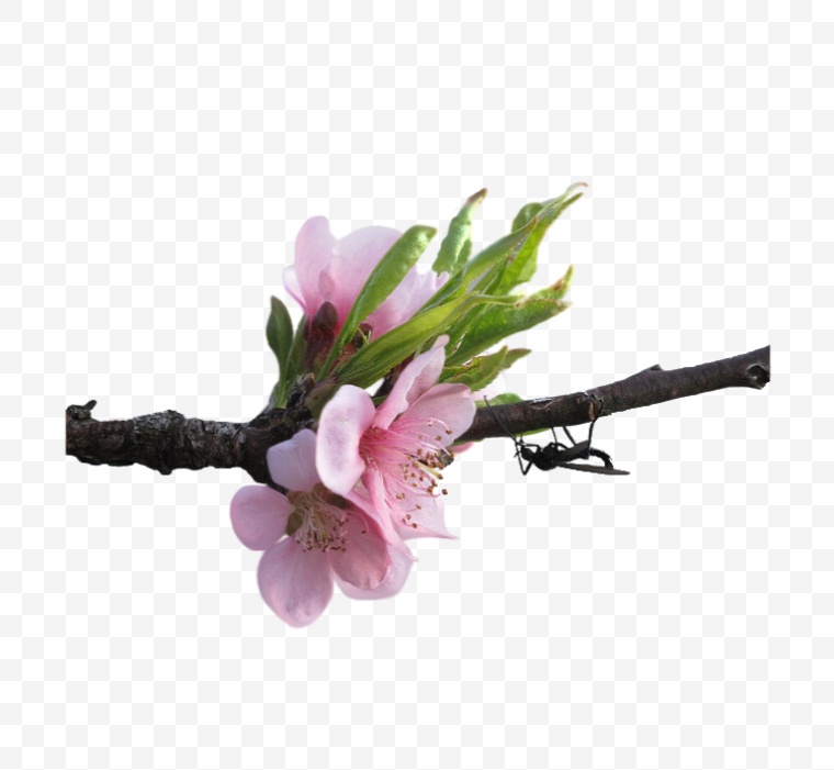 花 花枝 开花 树枝的花 春节 春天 春 桃花 树枝 
