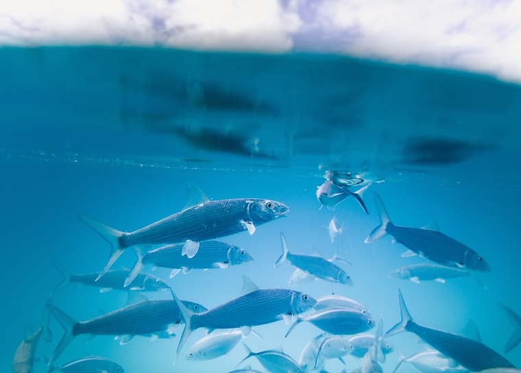 大海 海 海水 水 海底 鱼 鱼群 海底生物 