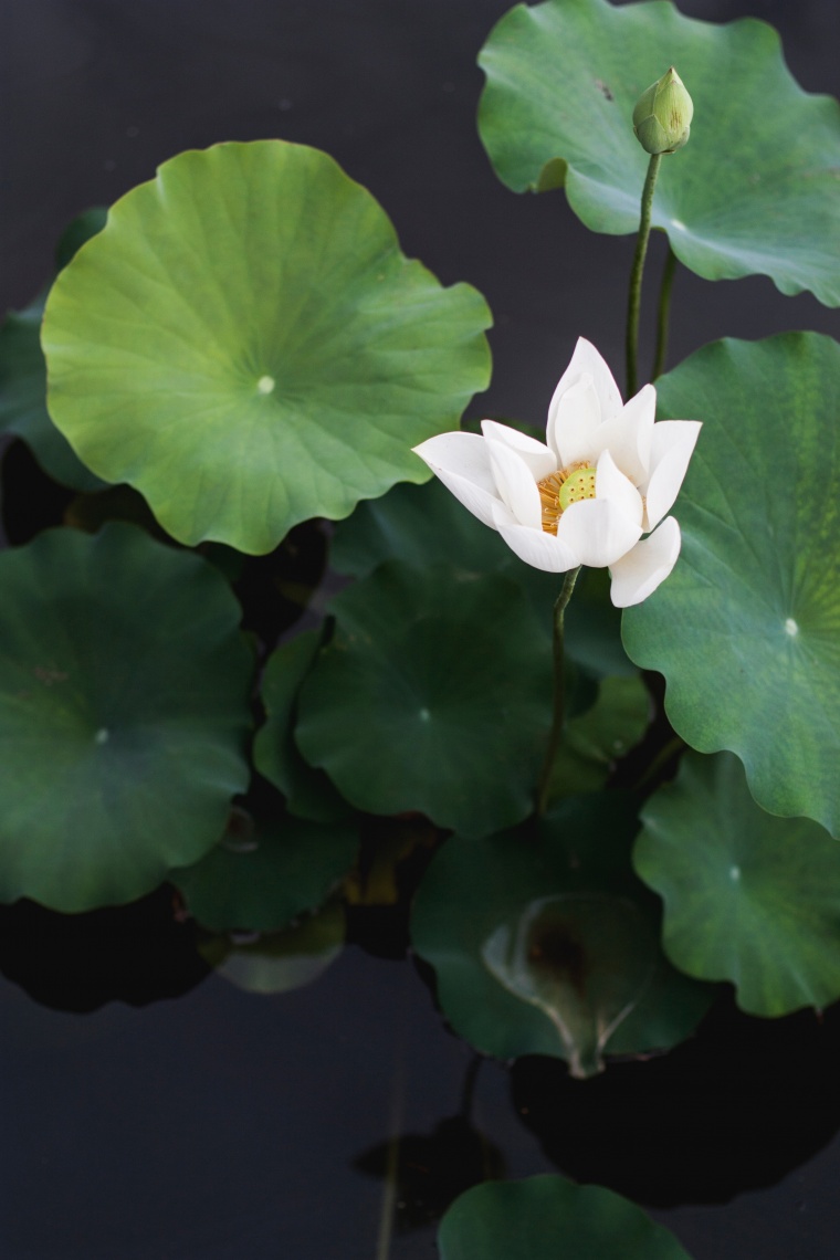 荷花 池塘 夏天 夏季 