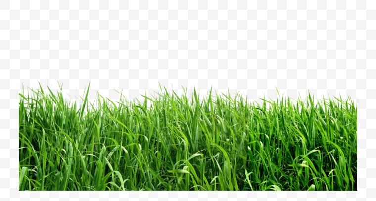 草地 绿草 草 自然 草坪 绿地 春天 草丛 