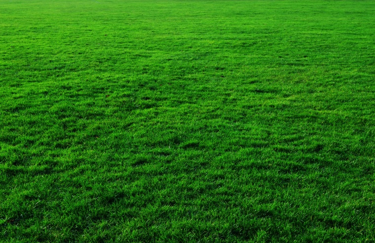 草地 草 草地背景 绿地 绿色 春天 春季 自然 大自然 草坪 