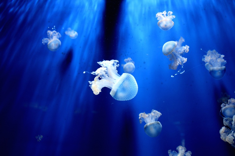水母 蓝色 深海 海底 海 水下 蓝色海洋 