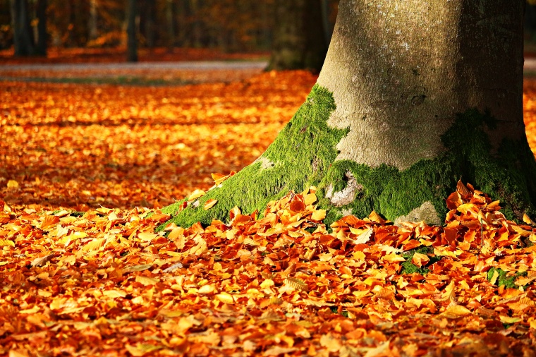 秋天的树叶 秋天 秋季 秋 落叶 森林 大树 树根 树 自然风光 风景 风光 