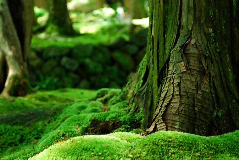 森林 树林 森林草地 绿色 绿色环保 自然 大自然 