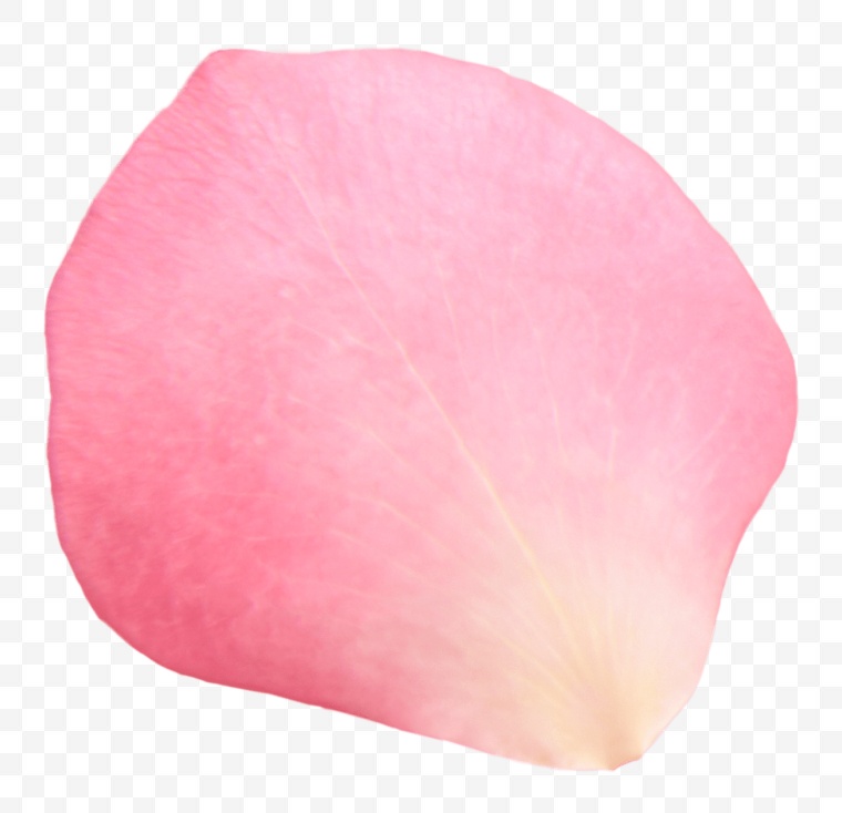 粉色花瓣 粉色 花瓣 春天 春季 png 