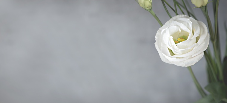 白色的花 背景 背景图 底图 灰色背景 灰色 底纹 