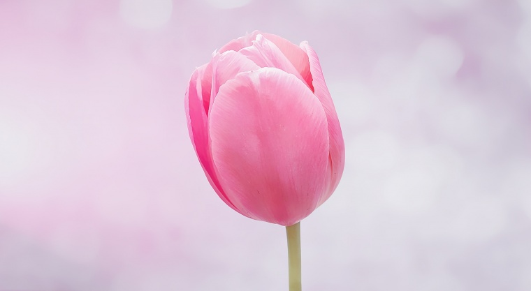 郁金香 粉色郁金香 母亲节 鲜花 鲜花背景 花 花背景 