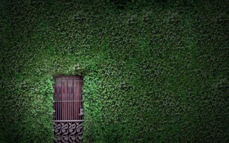 绿色植物藤蔓 藤蔓 植物藤蔓 叶子 叶子藤蔓 植物叶子 藤 背景 背景图 绿色背景 底图 