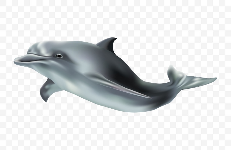 海洋生物 海底生物 海豚 png 
