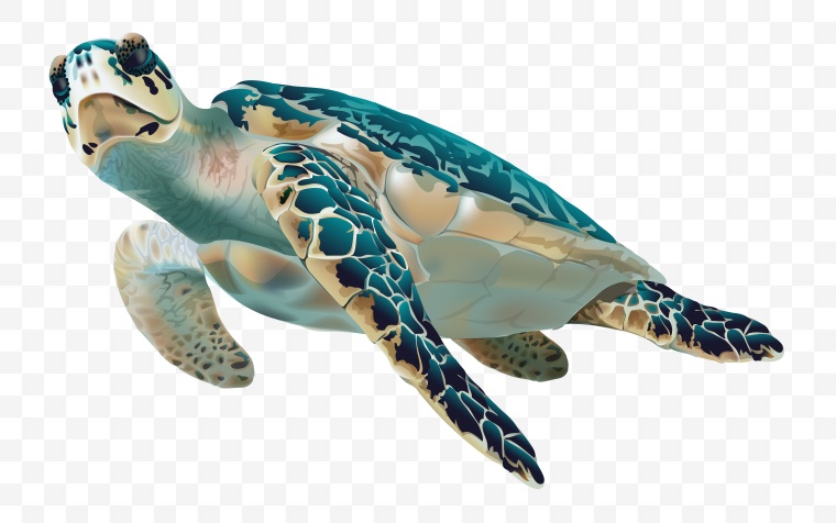 海洋生物 海底生物 海龟 乌龟 龟 png 