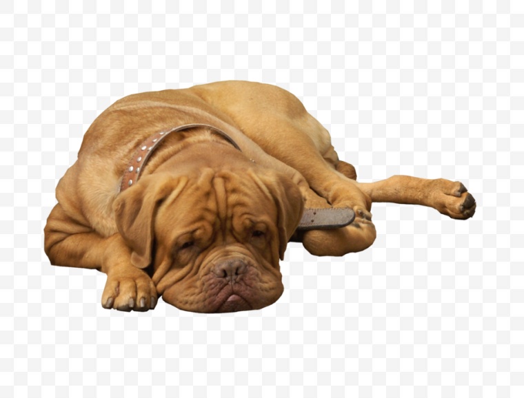 狗 小狗 可爱动物 可爱 动物 犬 png 